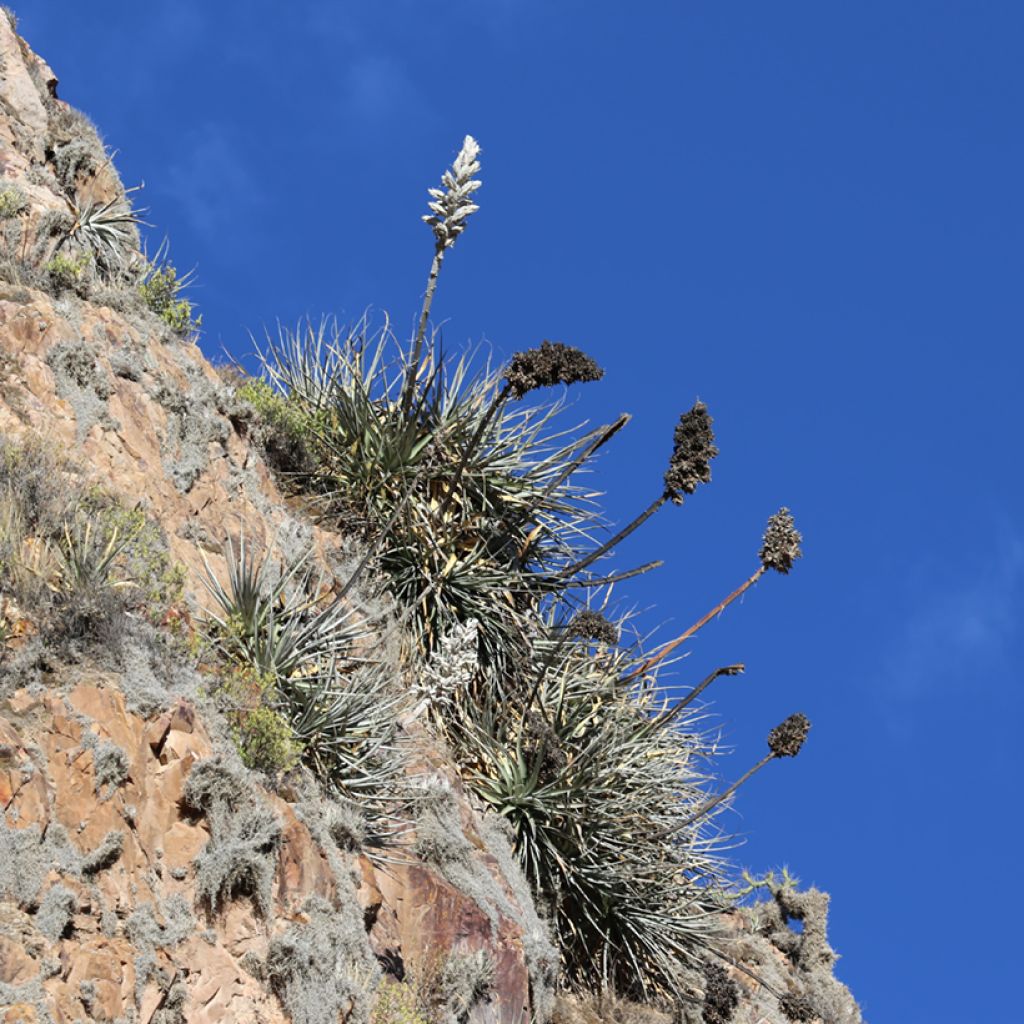 Puya weberbaueri - Broméliacée du Pérou