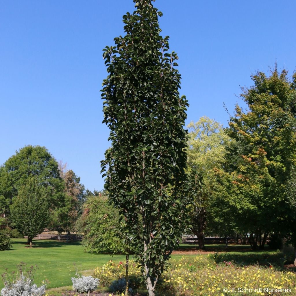Pyrus Javelin - Poirier d'ornement