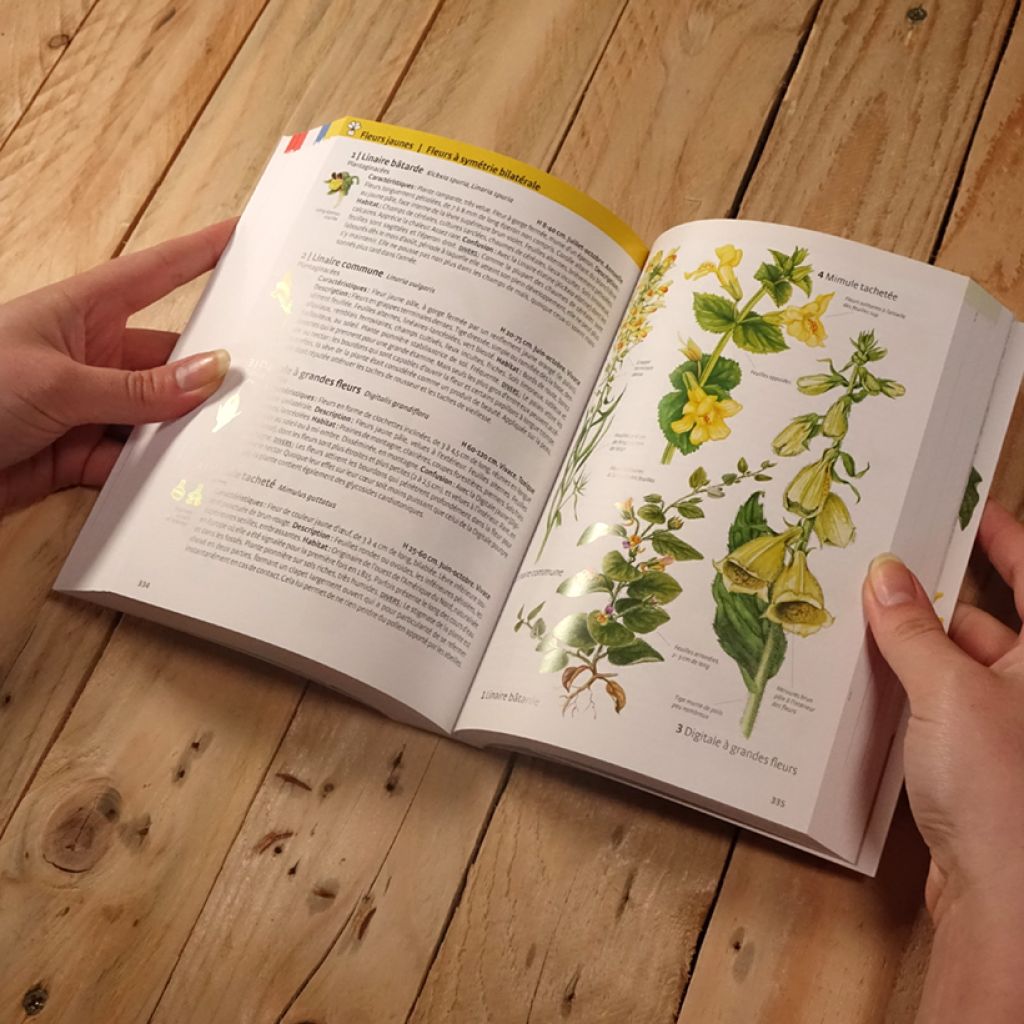 Quelle est cette plante ?