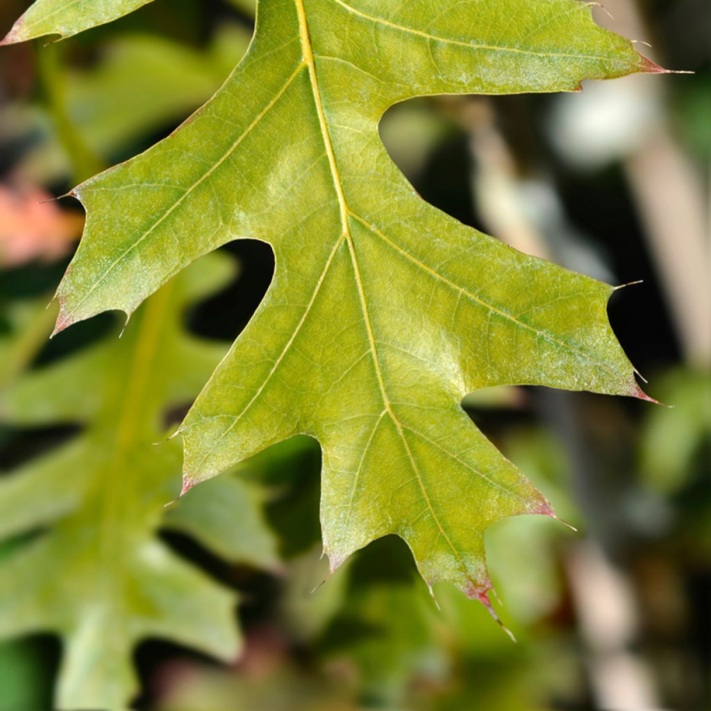 Quercus texana New Madrid - Chêne rouge du Texas