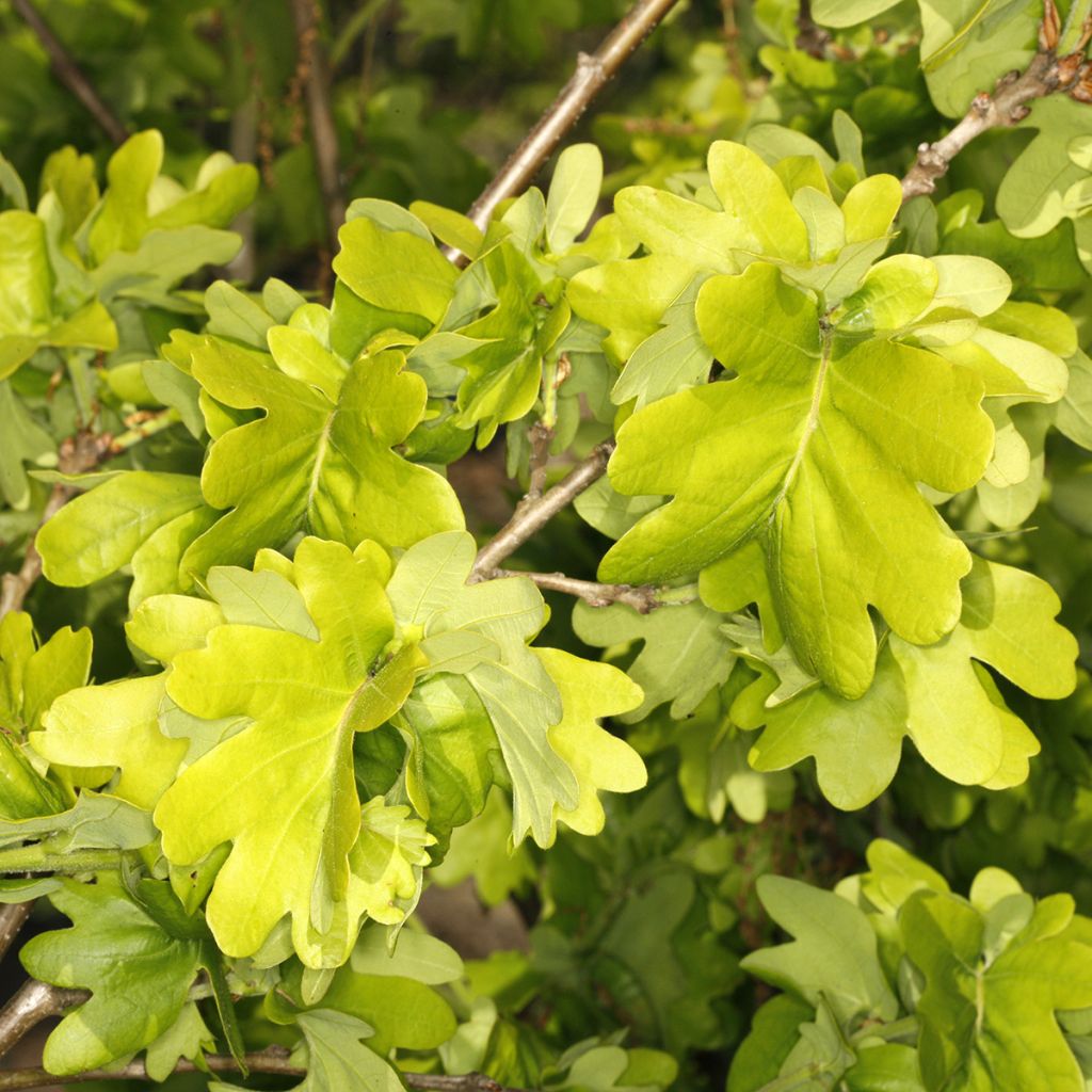 Chêne pédonculé crispé - Quercus robur Cristata