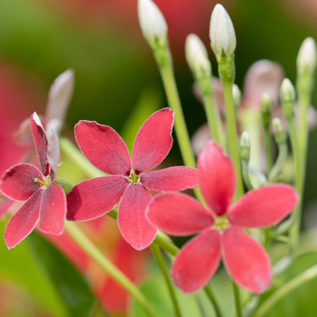 Quisqualis indica - Quisqualier d'Extrême-Orient