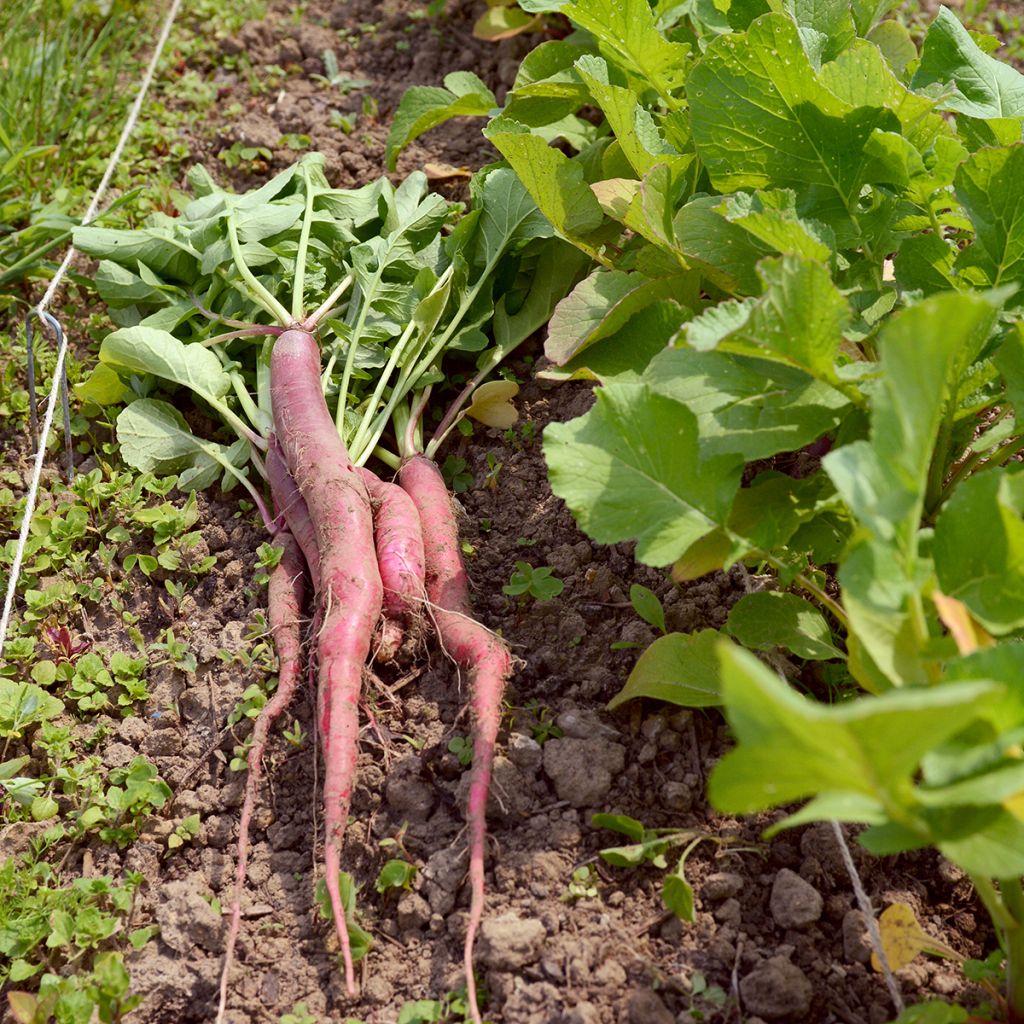 Radis Candela di Fuoco - Raphanus sativus