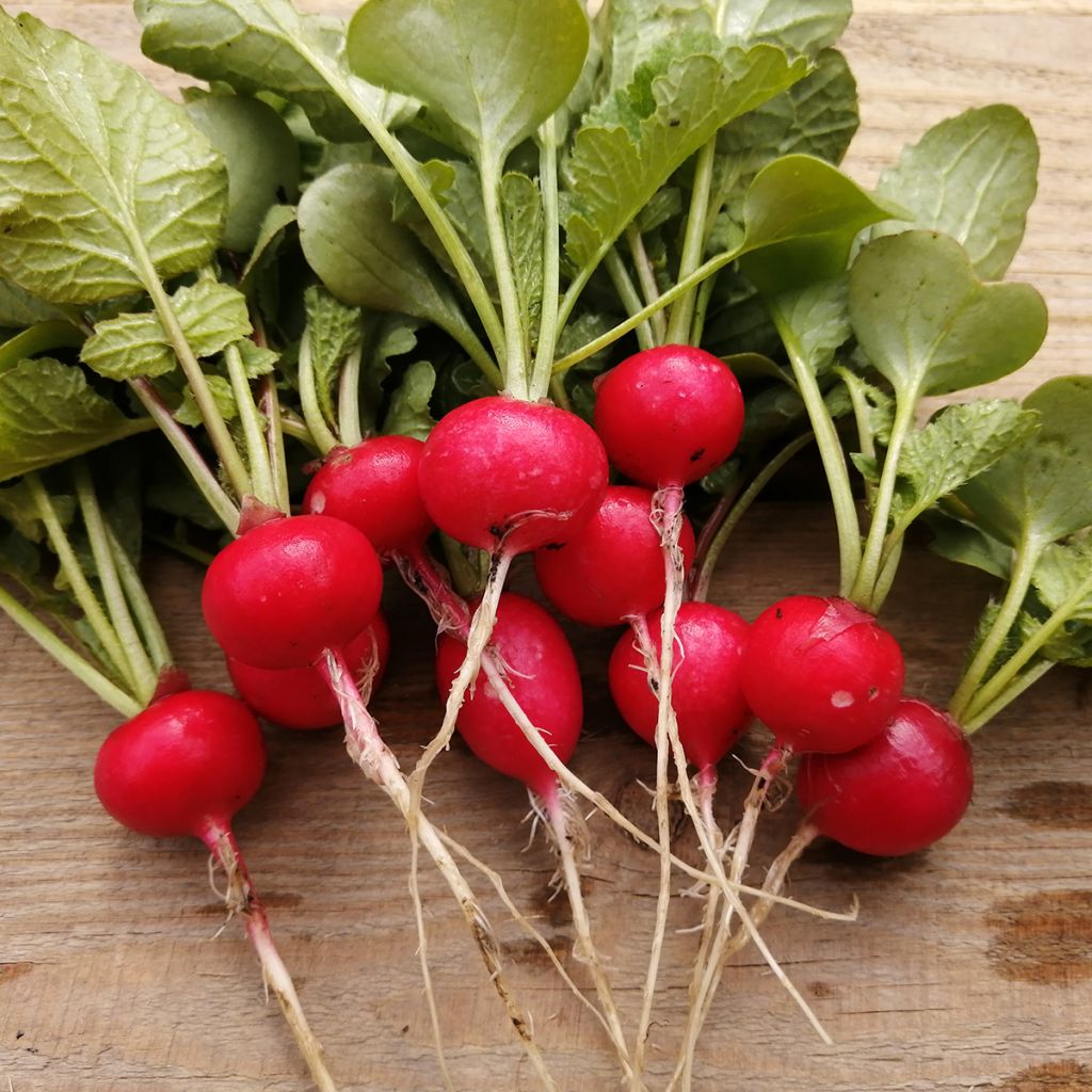Radis Cerise - Raphanus sativus