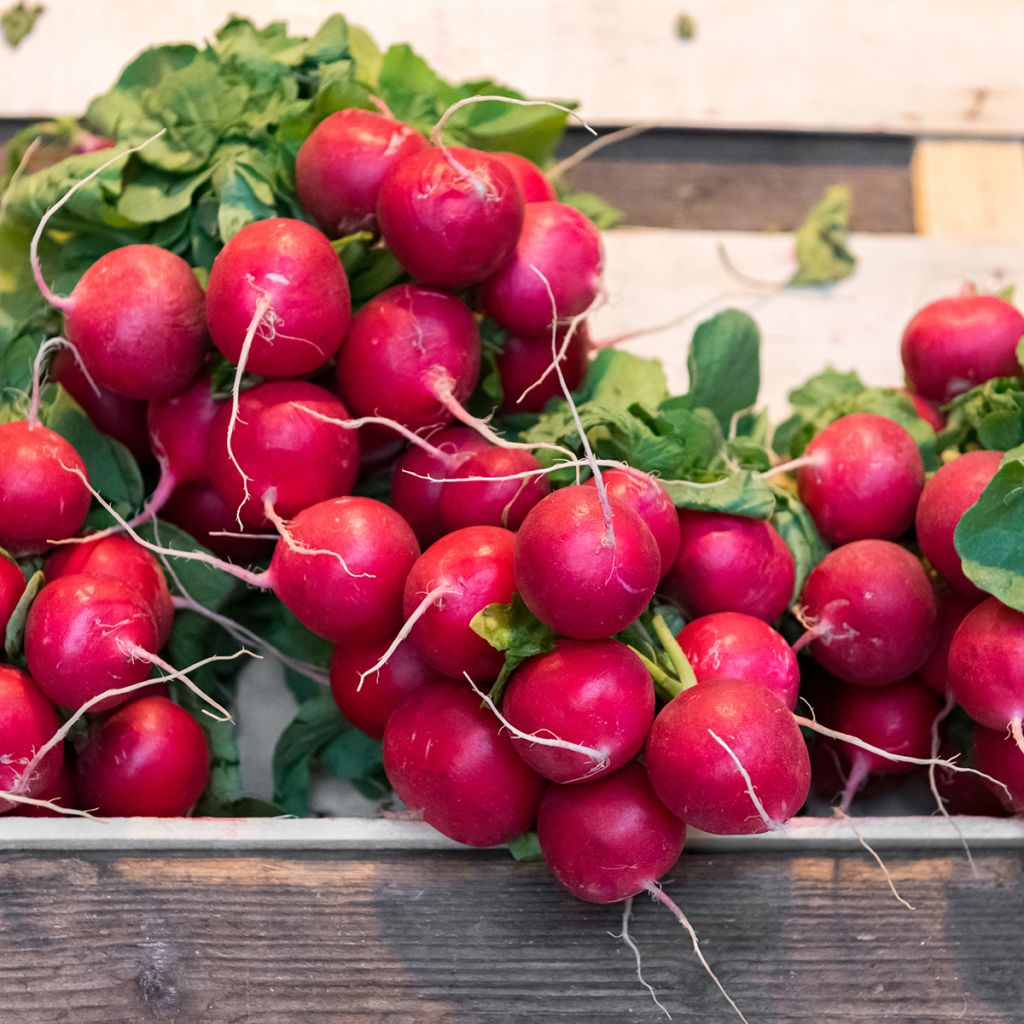 Radis Cerise - Raphanus sativus