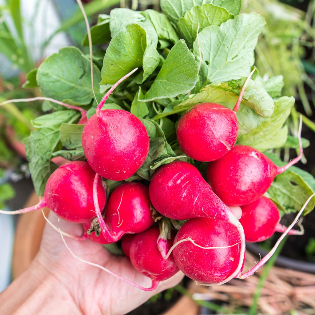 Radis Cerise - Raphanus sativus