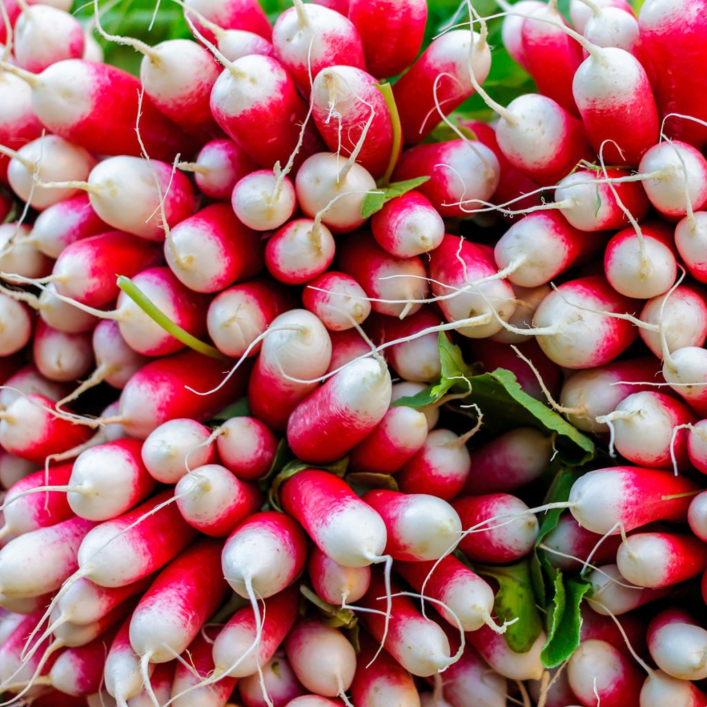 Radis French Breakfast Bio