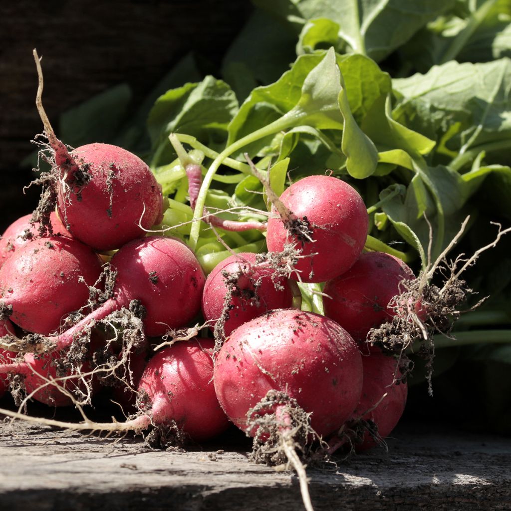 Radis Géant rouge - Riesenbutter