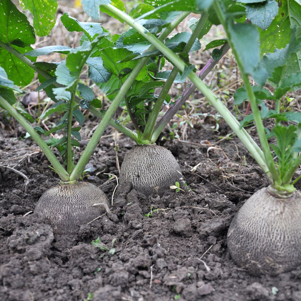 Radis Noir Gros Rond d'Hiver