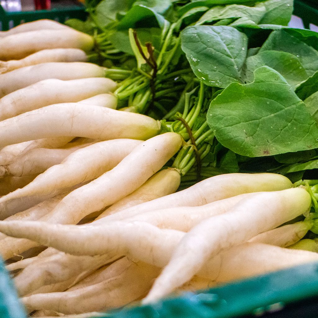 Radis Rave blanche transparente - Raphanus sativus