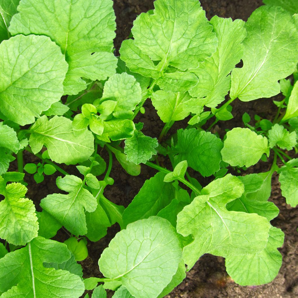 Radis fourrager BIO - Engrais vert