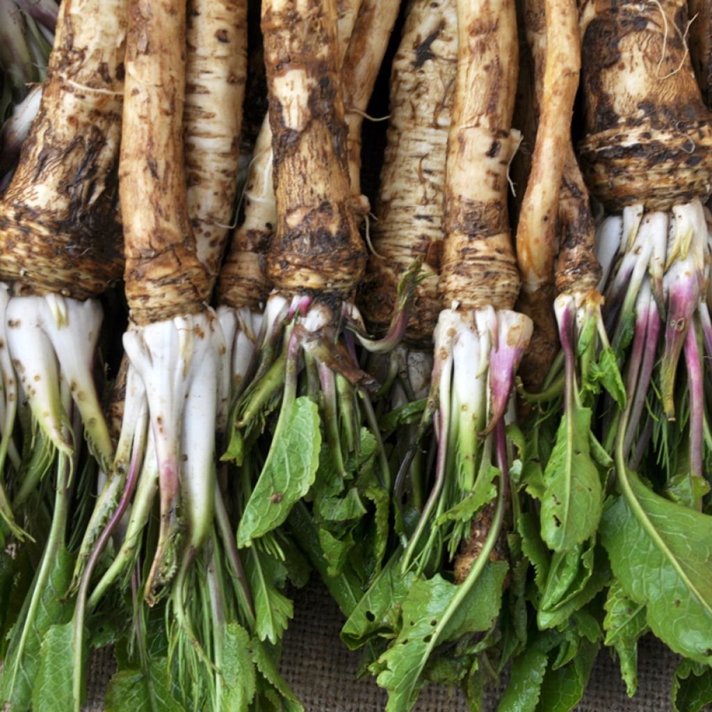 Raifort - Armoracia rusticana - Moutarde des Allemands