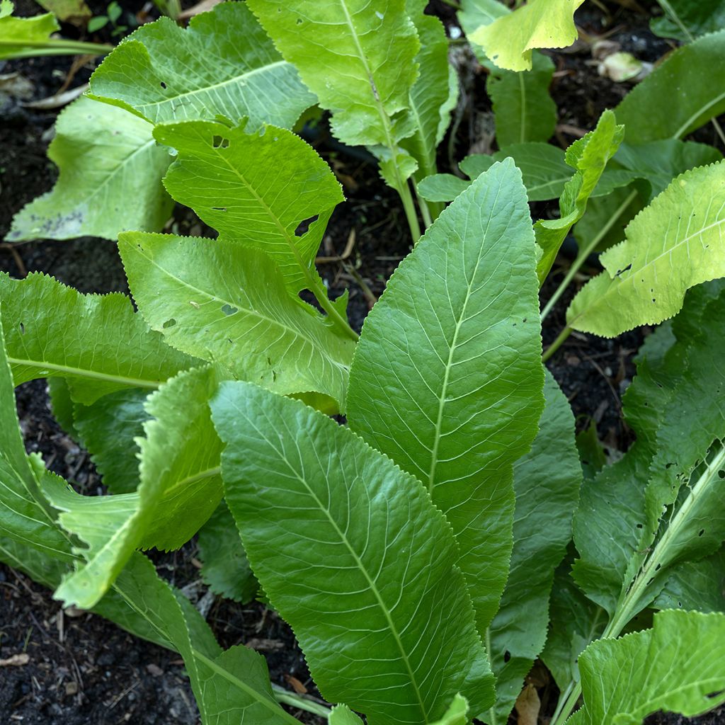 Raifort champêtre - Armoricia rusticana