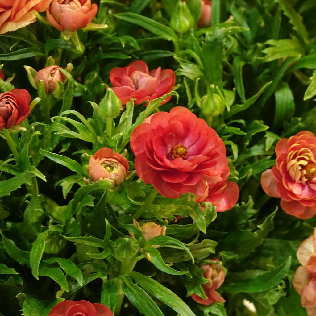 Renoncule des fleuristes Butterfly Musa – Ranunculus asiaticus