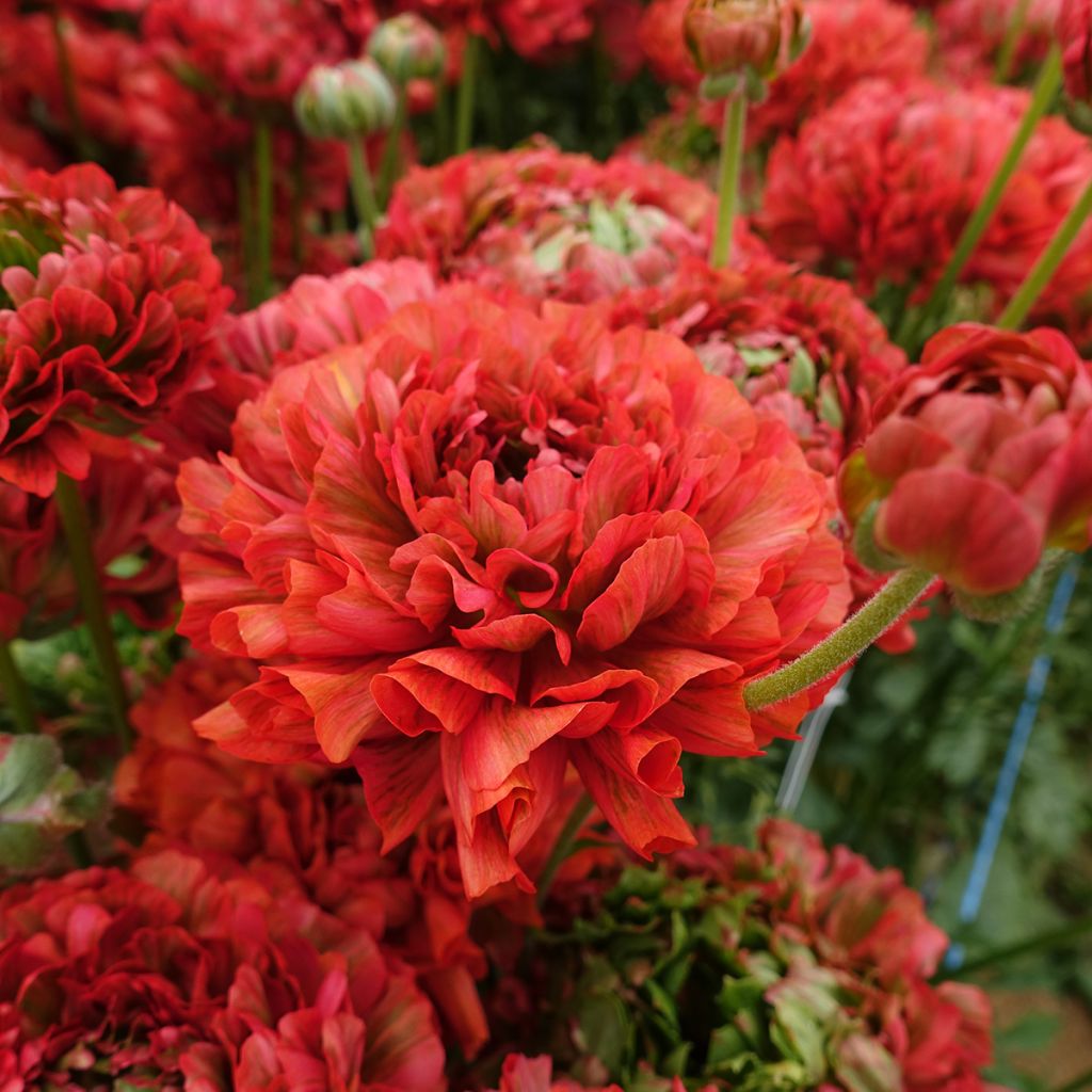 Renoncule des fleuristes Crown Bastille – Ranunculus asiaticus