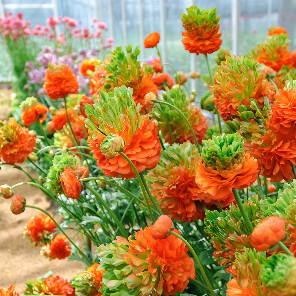 Renoncule des fleuristes Crown Nervion – Ranunculus asiaticus