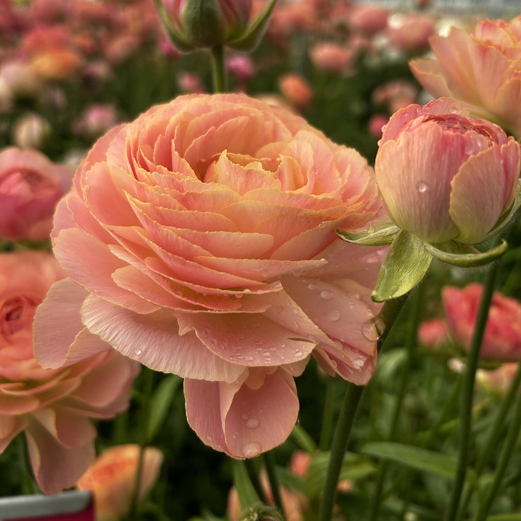 Renoncule des fleuristes Romance Nohant – Ranunculus asiaticus