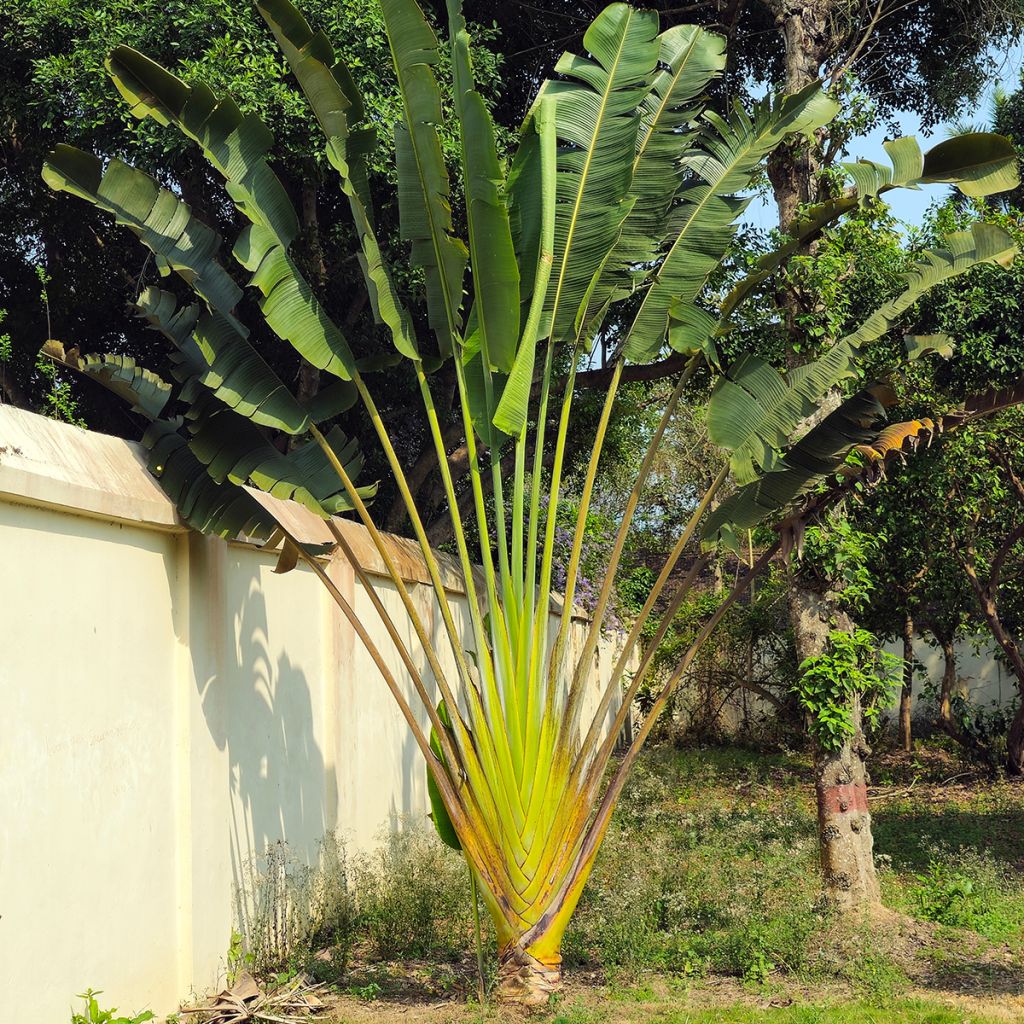 Graines d'Arbre-du-voyageur - Ravenala madagascarensis
