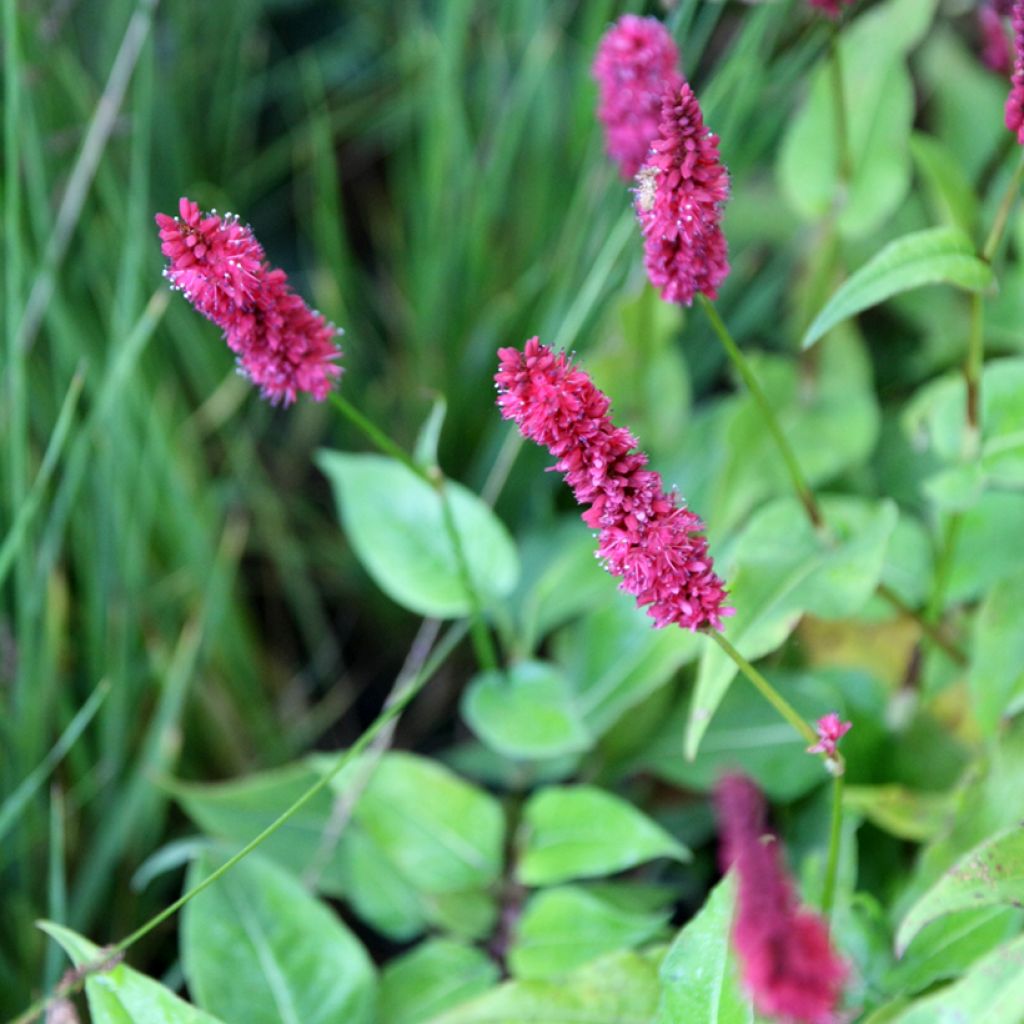 Renouée - Persicaria amplexicaulis Blackfield