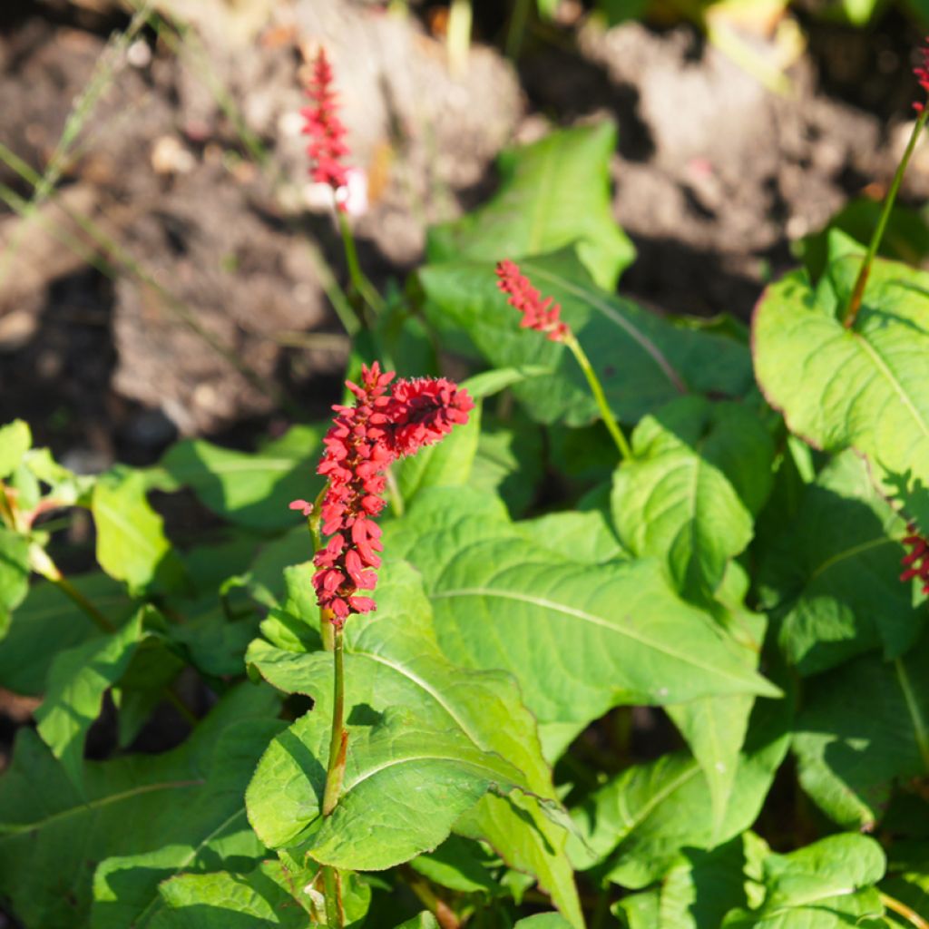 Renouée - Persicaria amplexicaulis JS Caliente