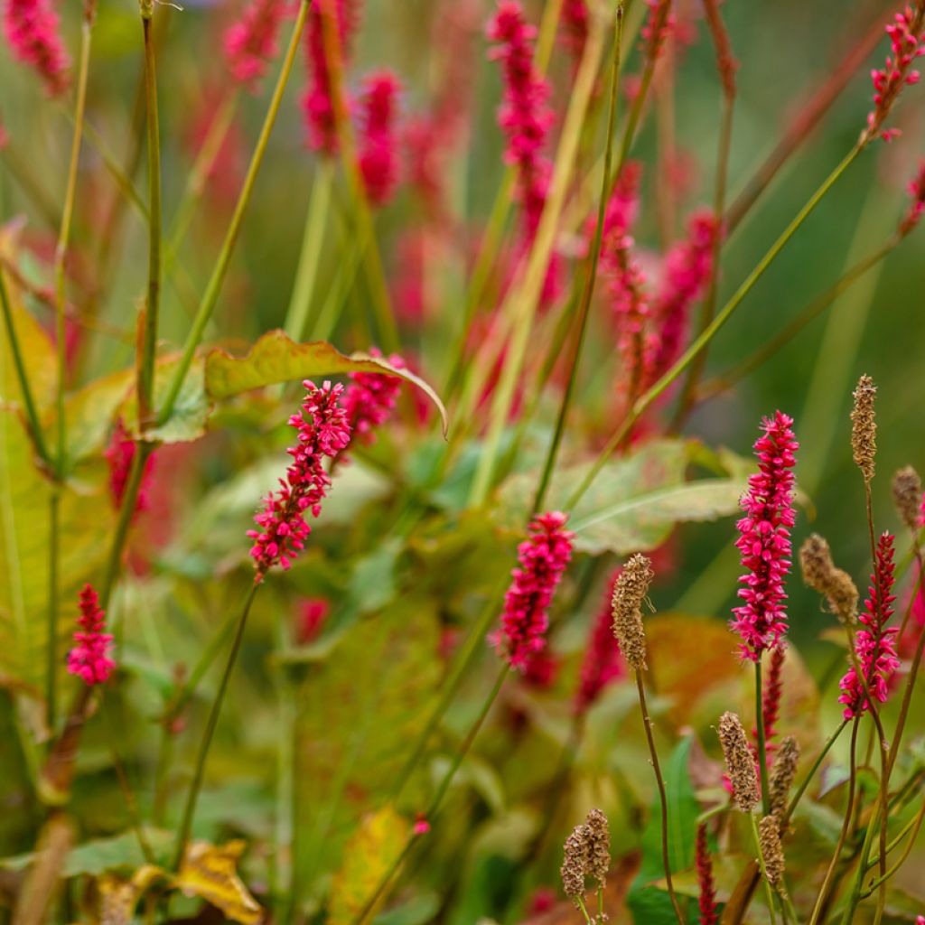 Renouée - Persicaria amplexicaulis Orange Field