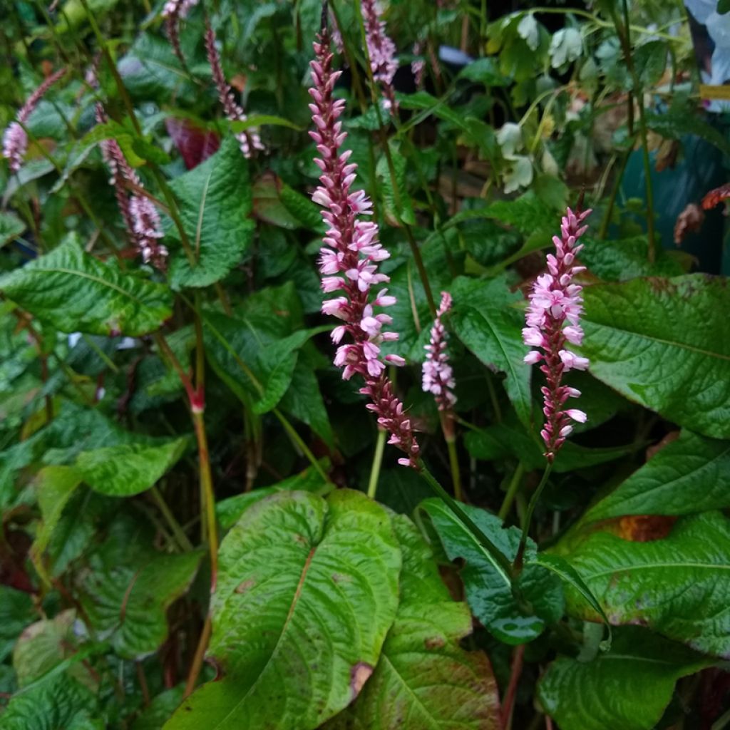 Renouée - Persicaria amplexicaulis Rosea