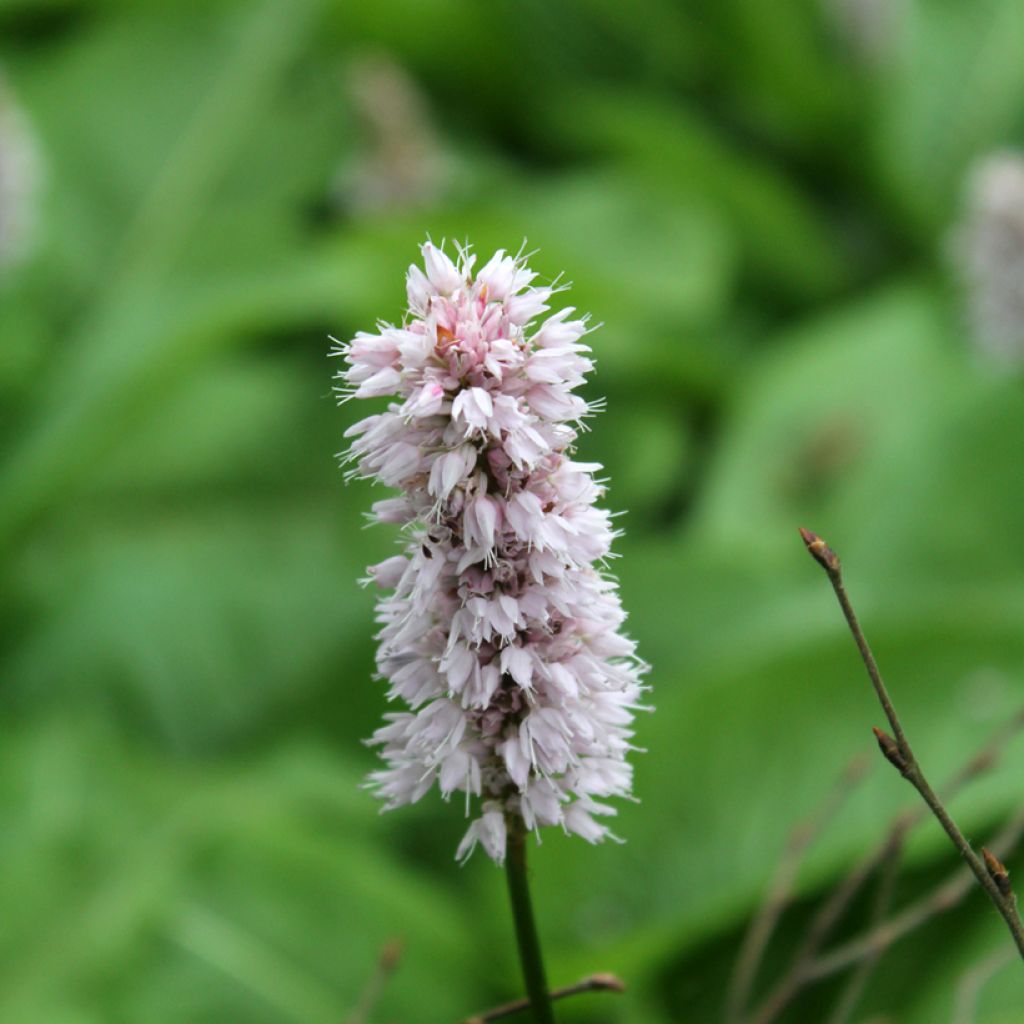 Renouée - Persicaria bistorta Superba