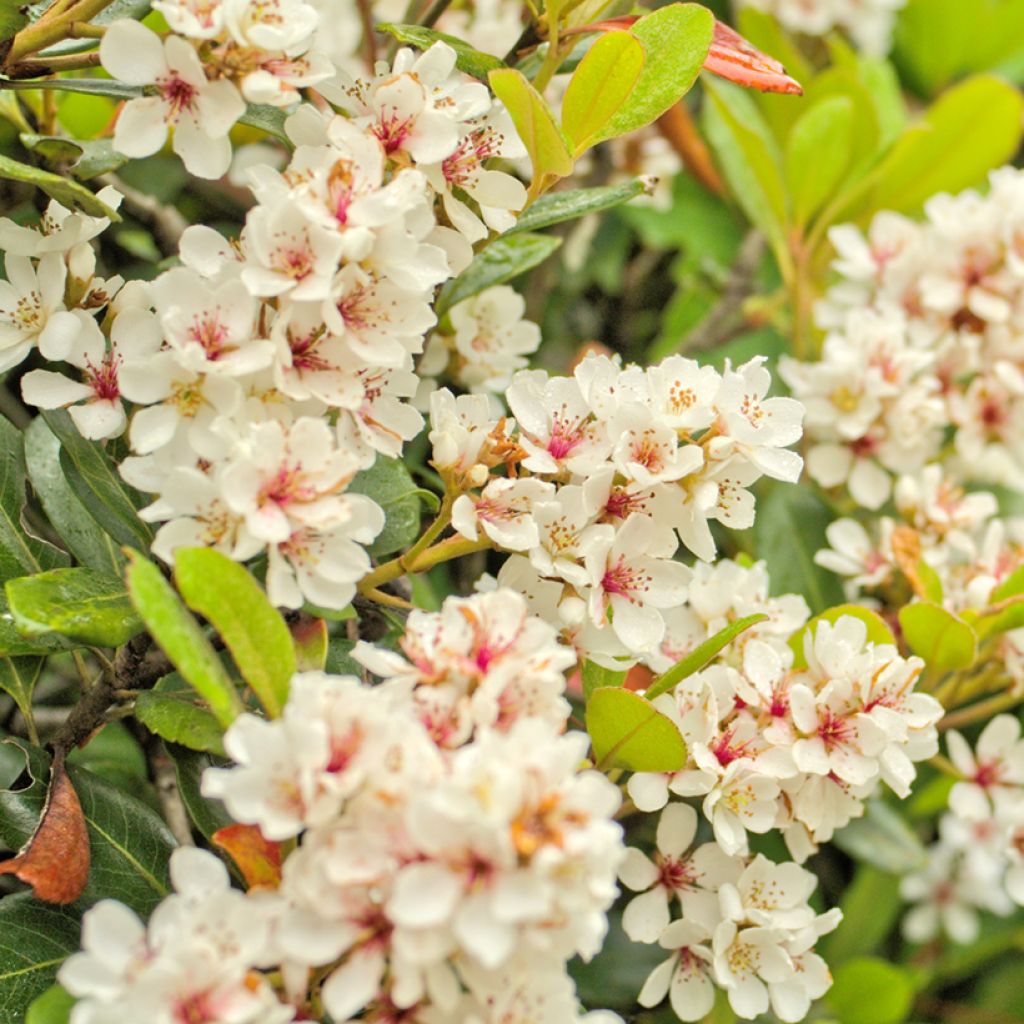 Rhaphiolepis umbellata Minor