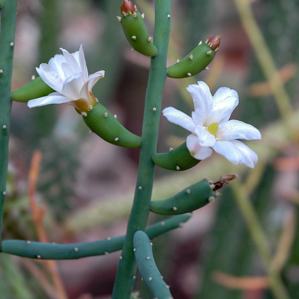 Rhipsalis baccifera - Cactus-jonc fructifère