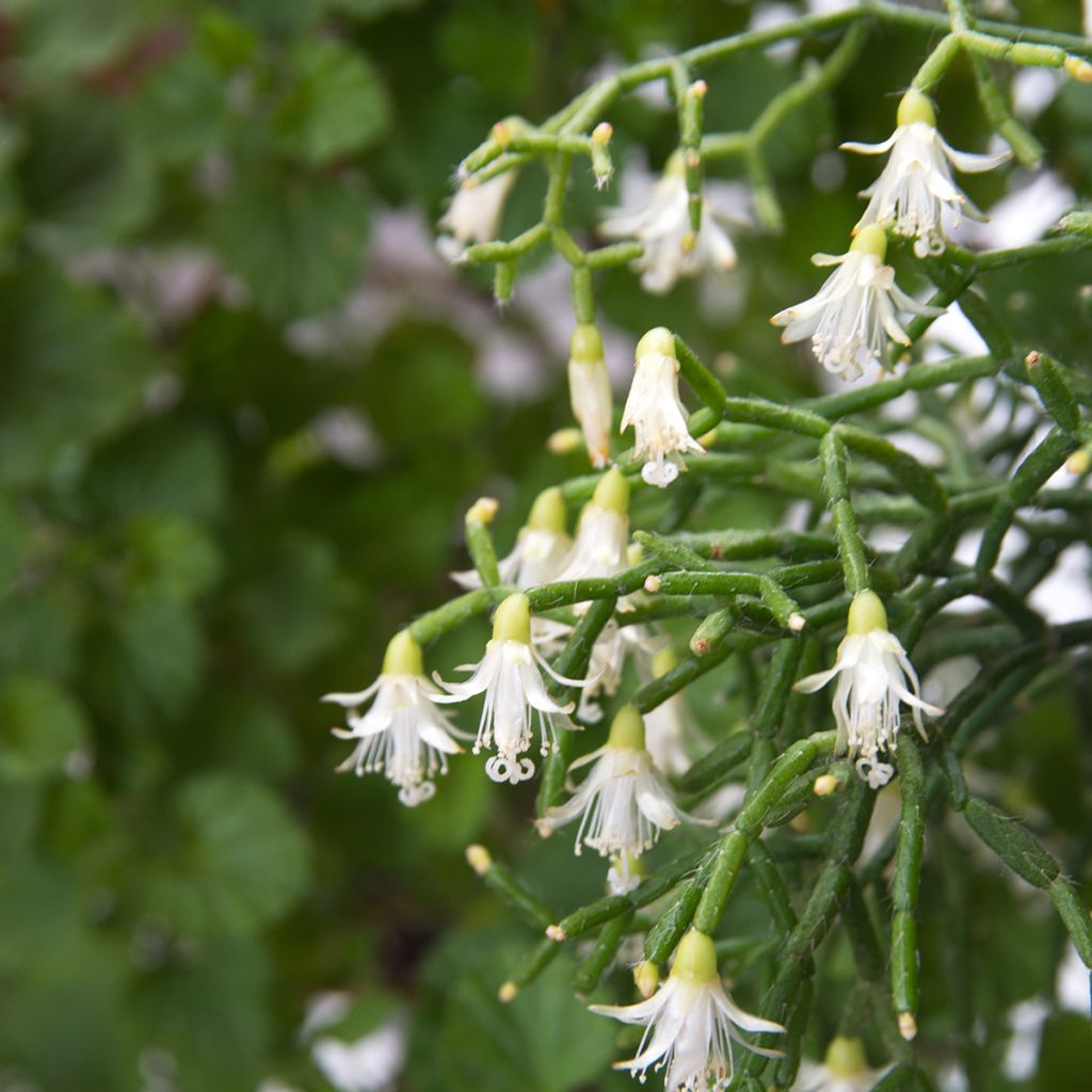 Rhipsalis cereuscula - Cactus corail