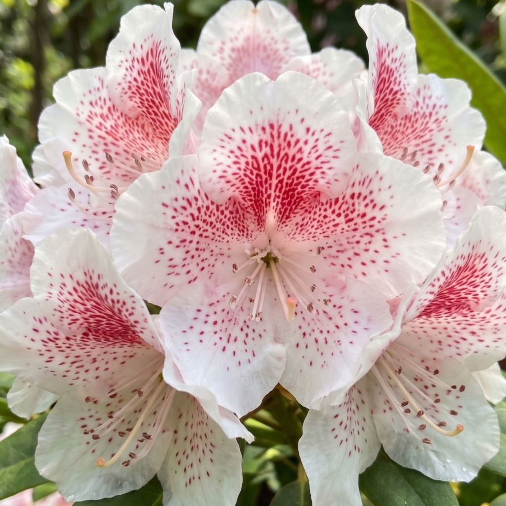 Rhododendron Double Dots - Grand rhododendron
