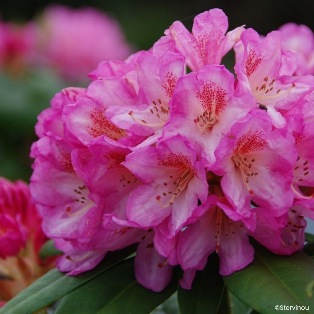 Rhododendron Eucharitis