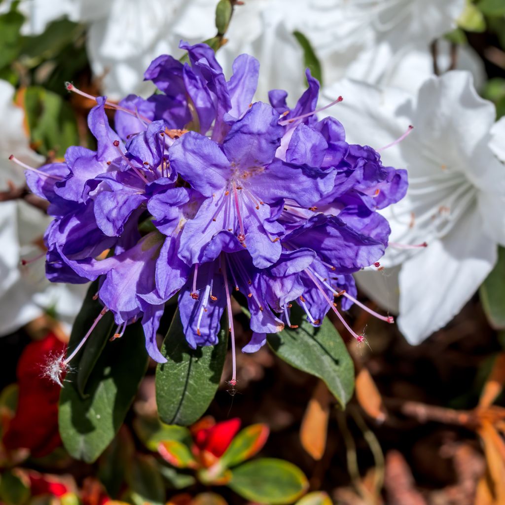 Rhododendron impeditum Select - Rhododendron nain