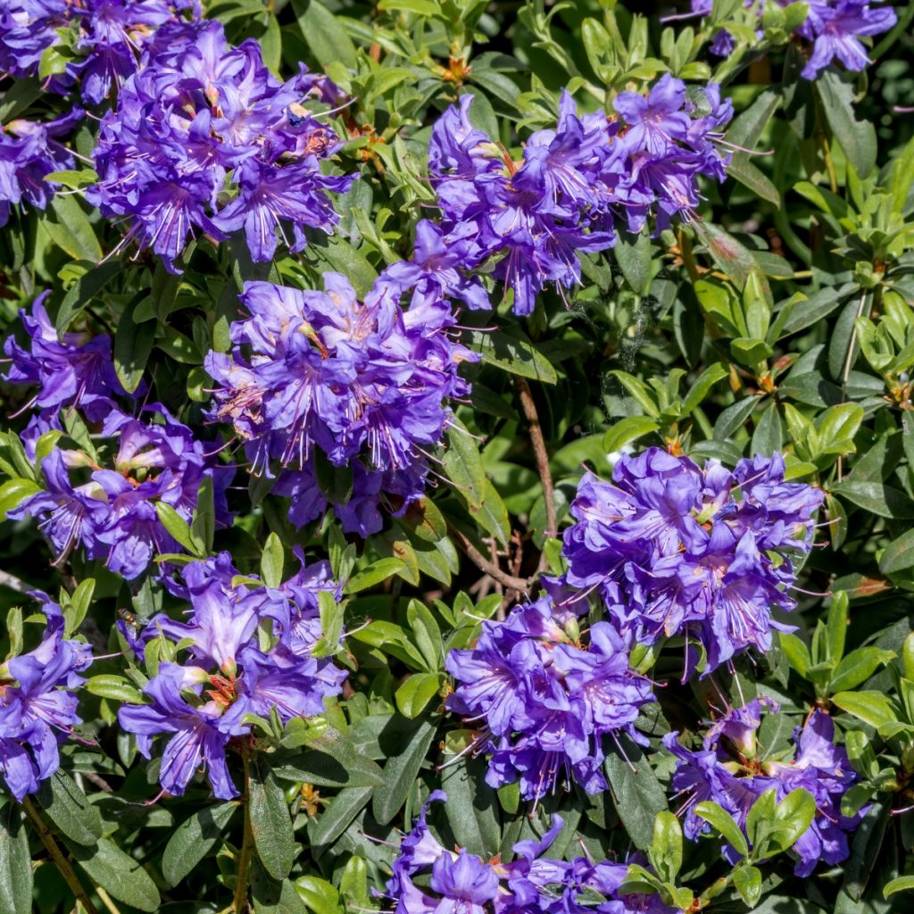 Rhododendron impeditum Select - Rhododendron nain