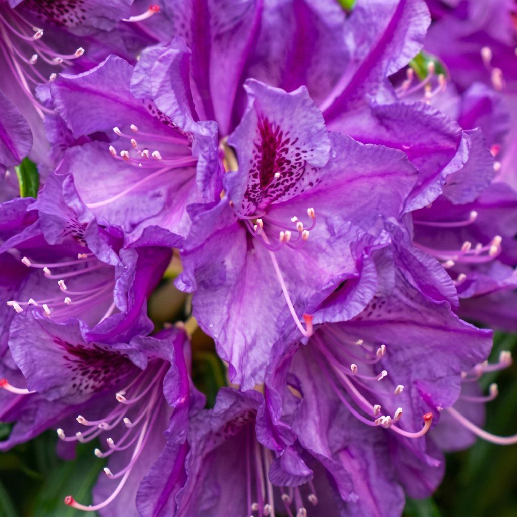 Rhododendron ponticum Easydendron INKARHO Grazeasy Purple
