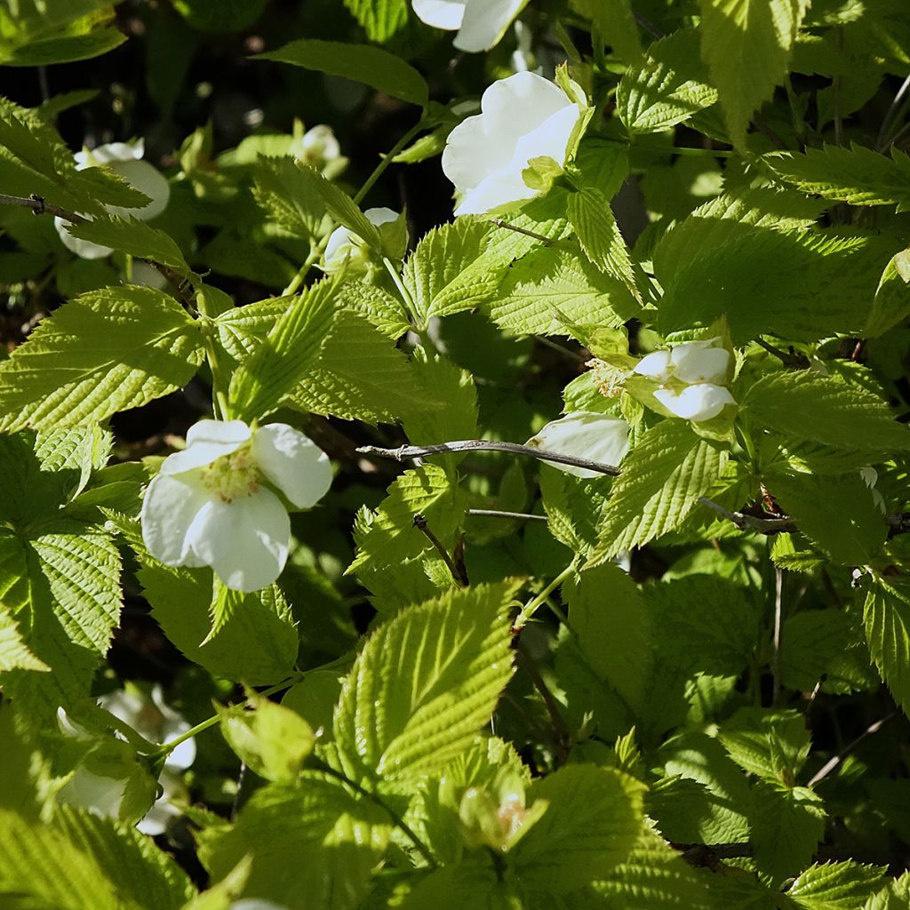 Rhodotypos scandens - Faux corète