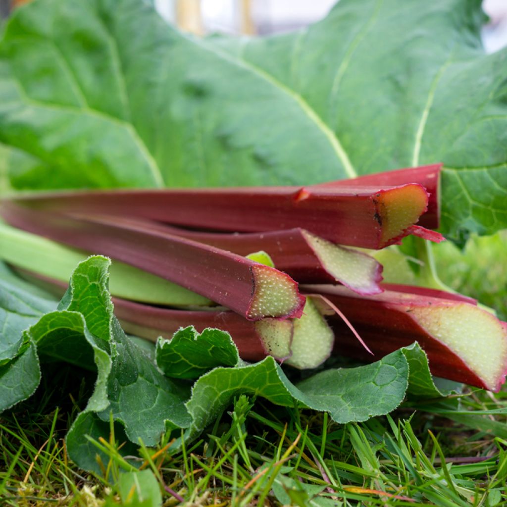 Rhubarbe Mikoot