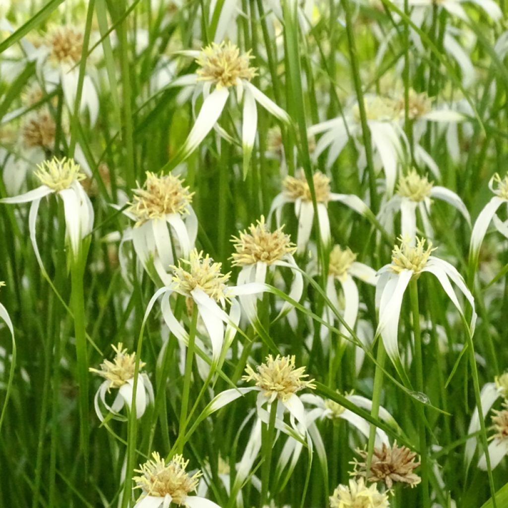 Rhynchospora colorata - Danseuse Etoile 