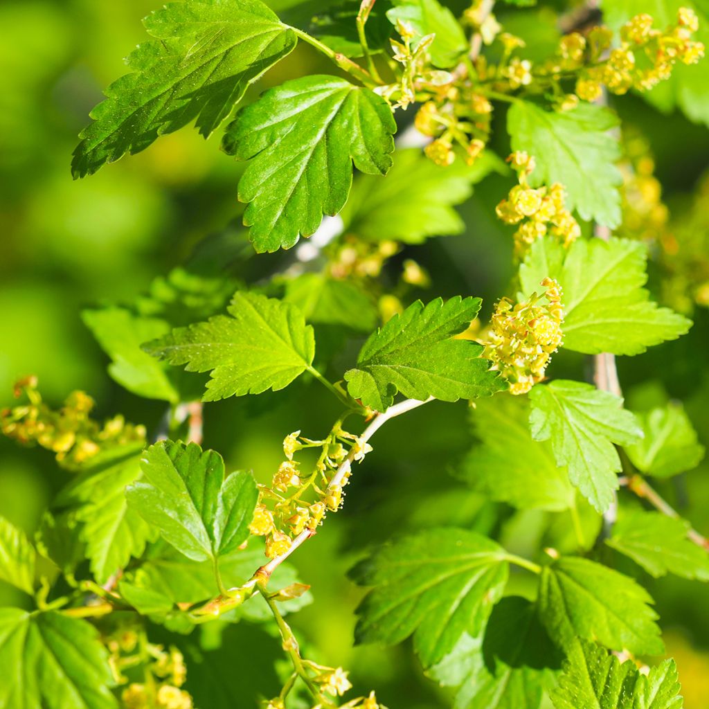 Ribes alpinum - Groseillier des Alpes.