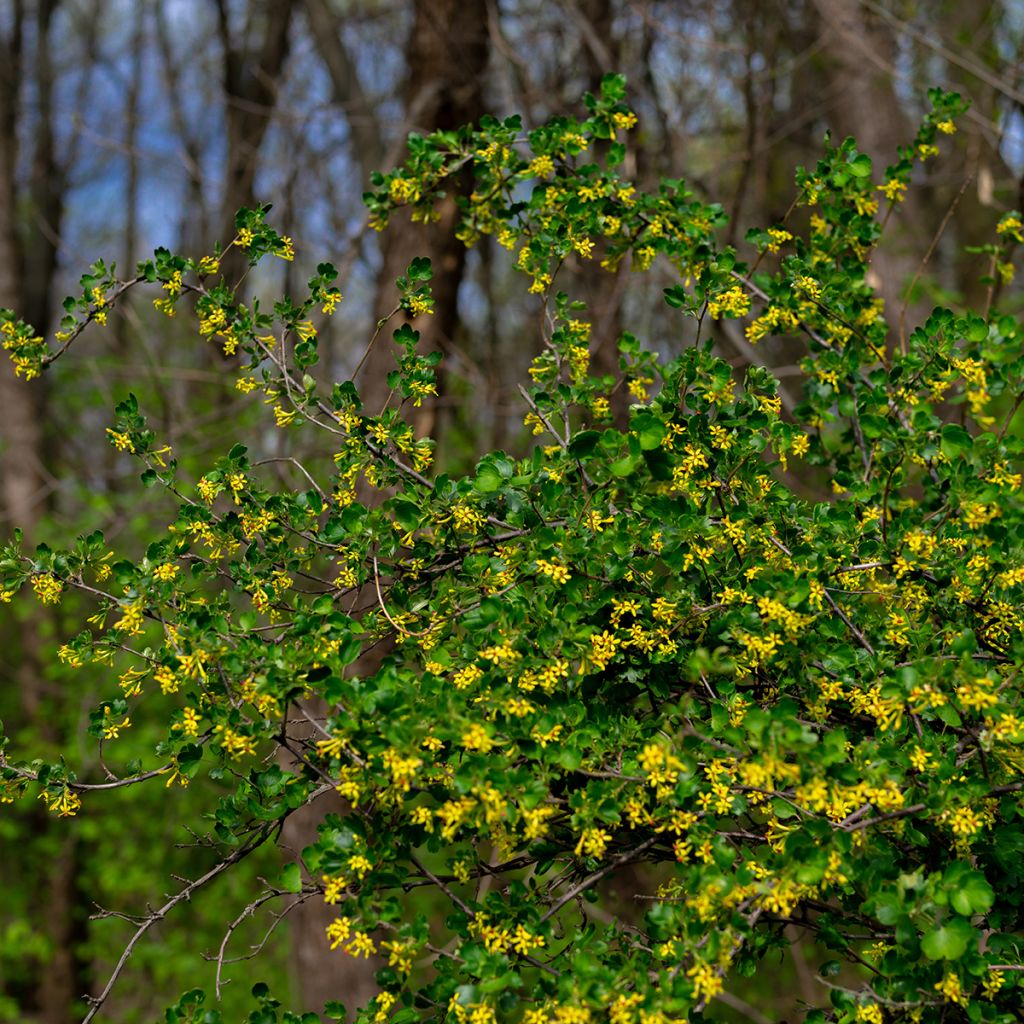 Ribes odoratum - Groseillier doré