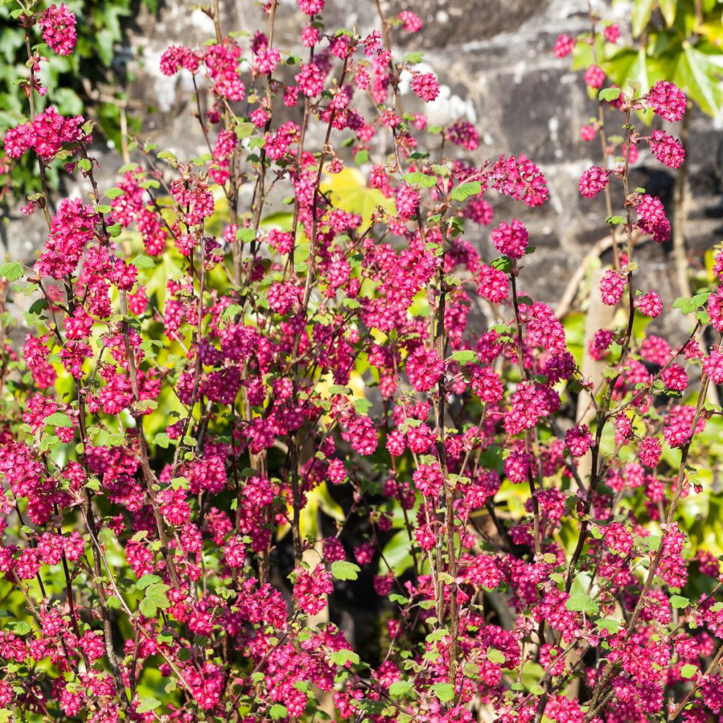 Ribes sanguineum Koja - Groseillier à fleurs