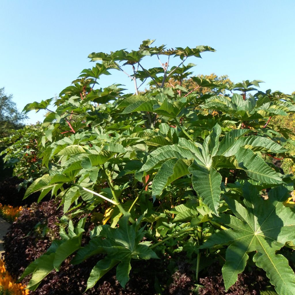 Graines de Ricin de Zanzibar - Ricinus communis