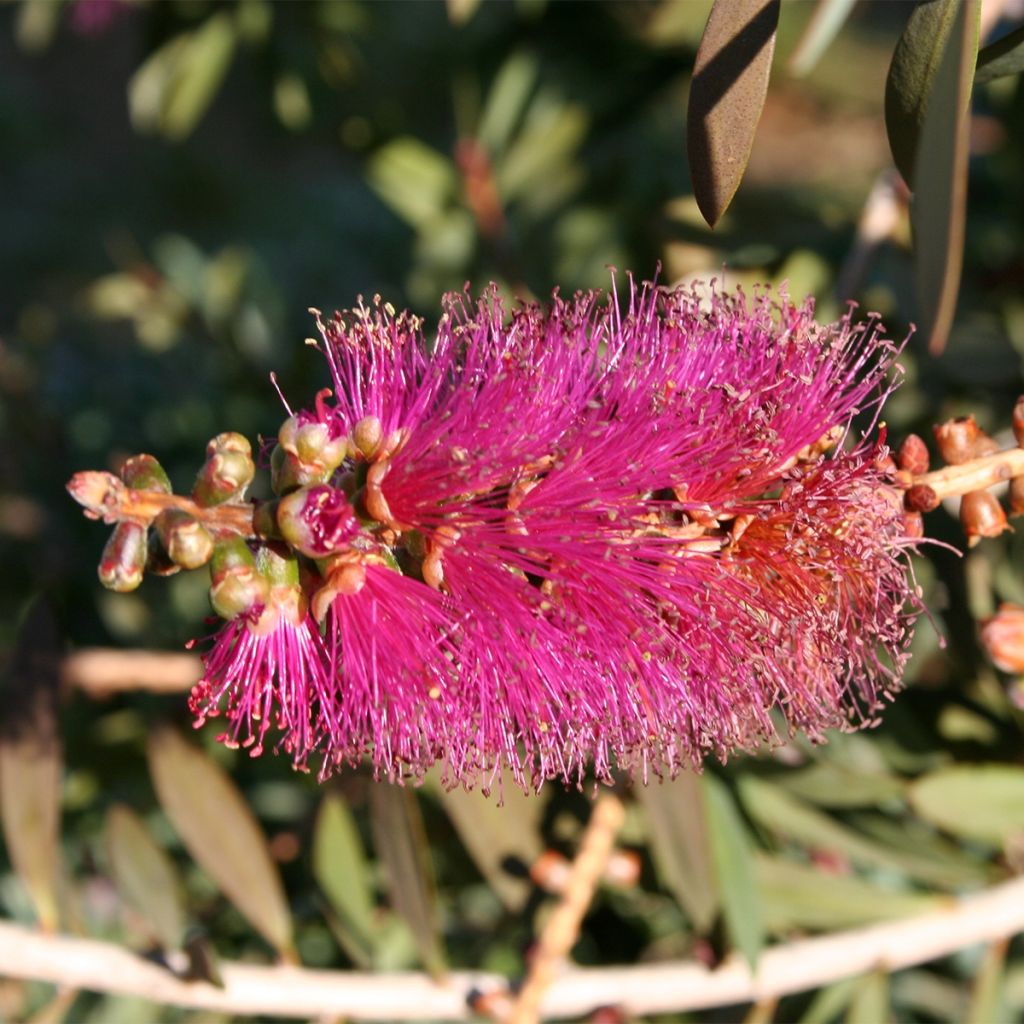 Rince-bouteilles violaceus - Callistemon violaceus