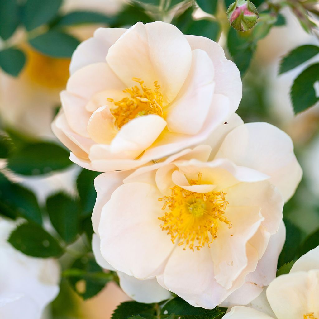 Rosier grimpant Above and Beyond