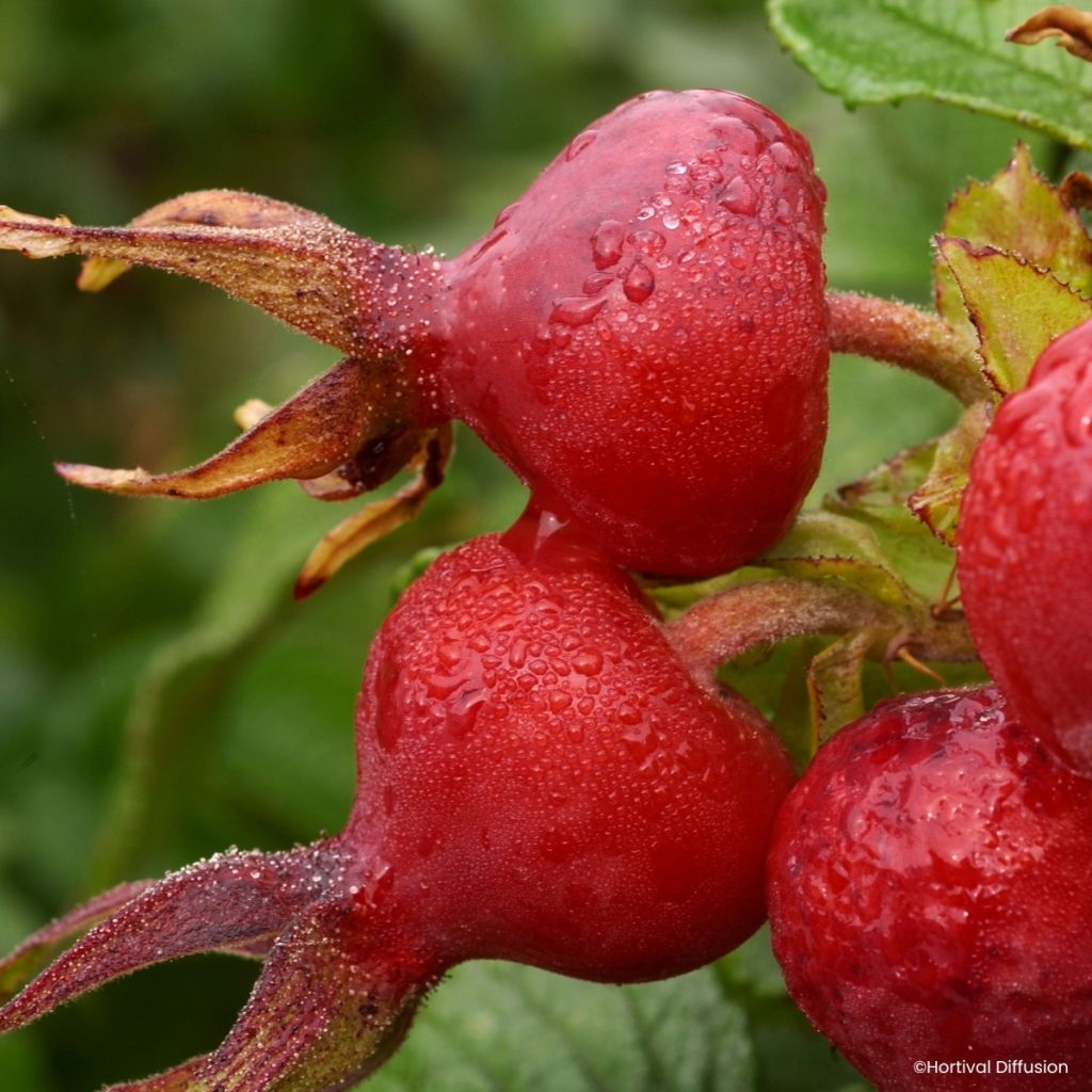 Rosa rugosa Angelia Pink