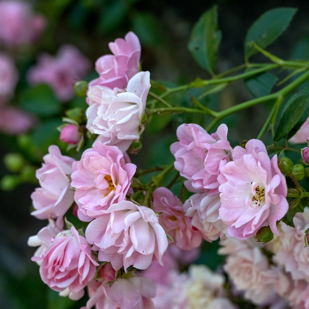 Rosier grimpant Siluetta Lavender