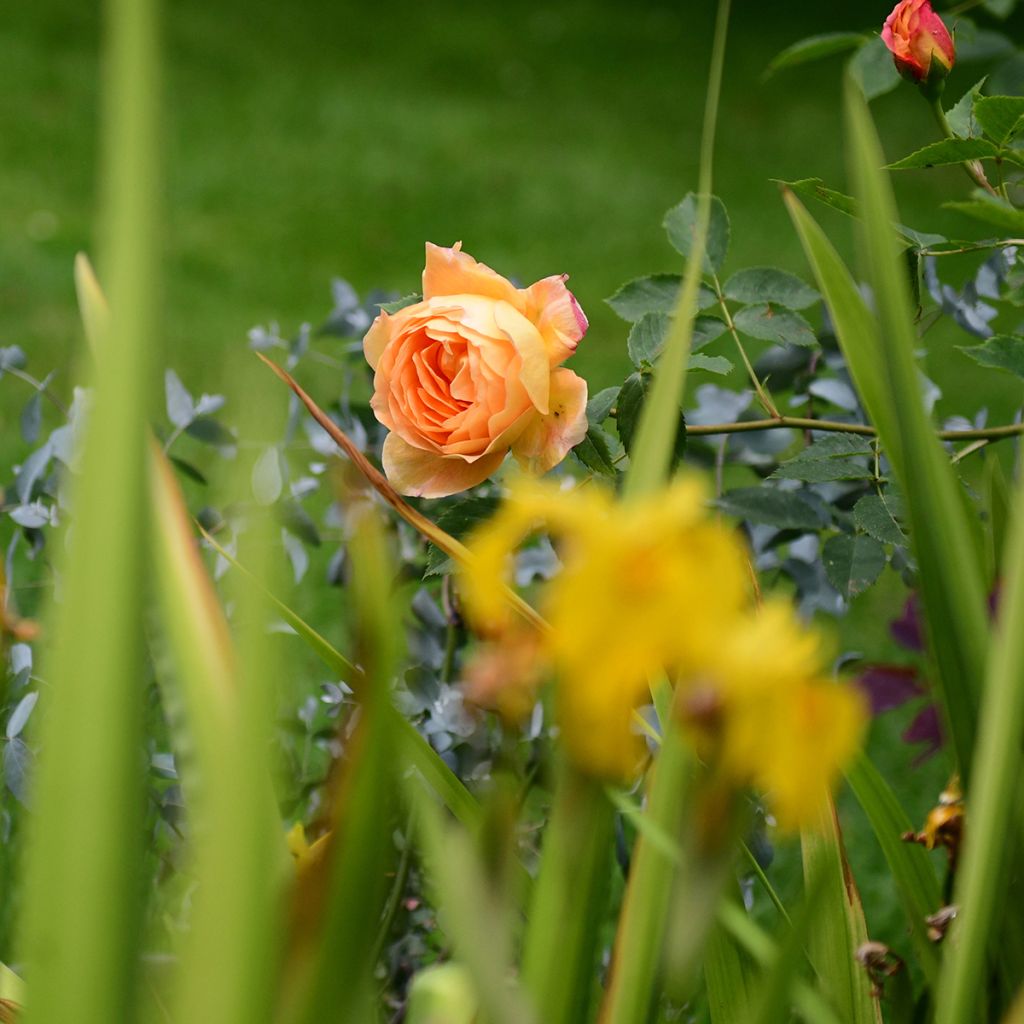 Rosier David Austin Lady Of Shalott 