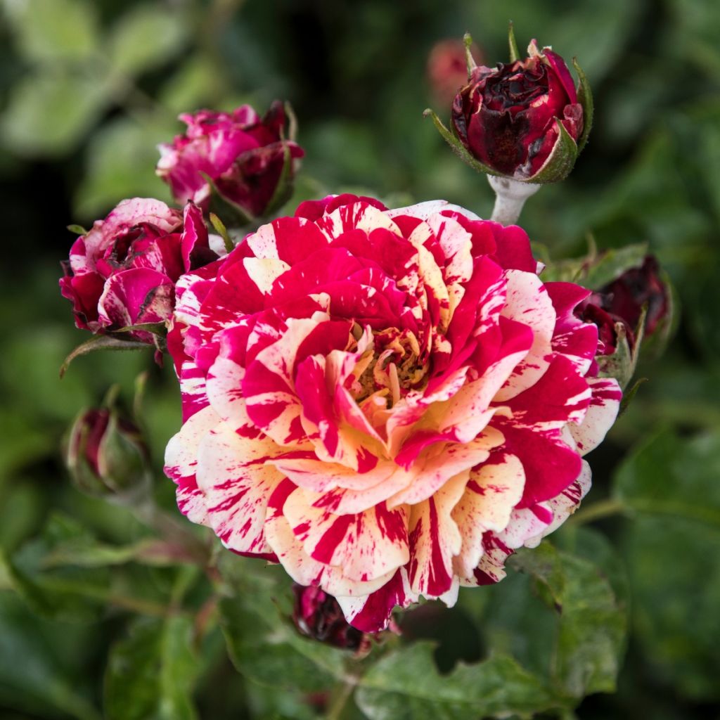 Rosier à fleurs groupées Abracadabra