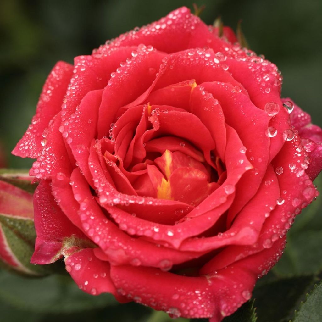 Rosier Chili Clementine sur tige