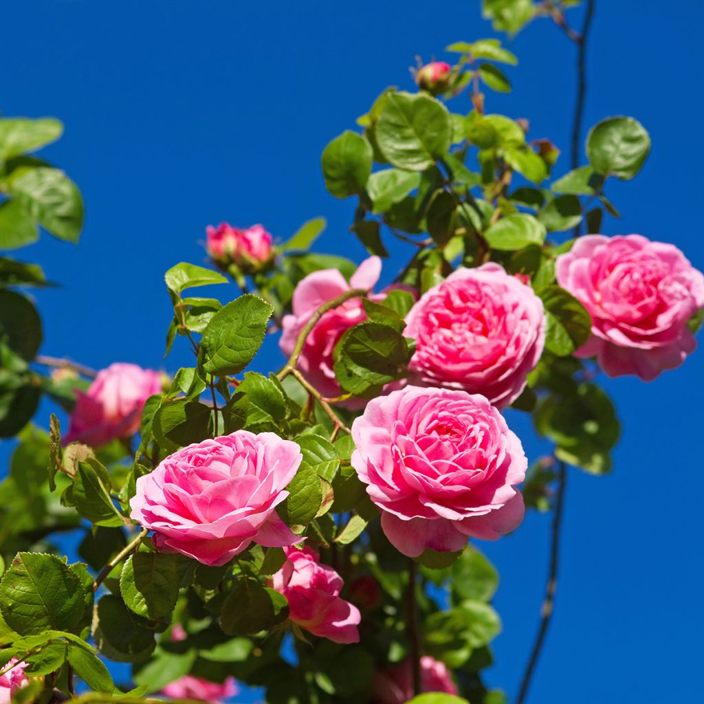 Rosier David Austin Constance Spry